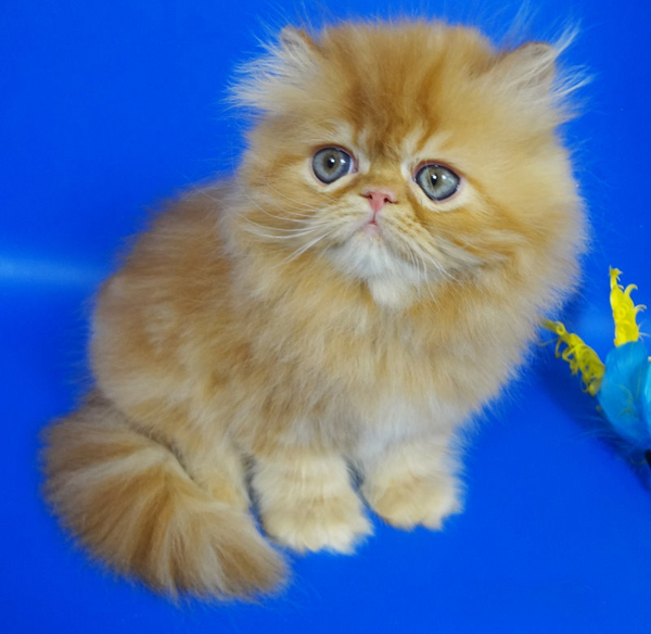 Фото 1/2. Персидский котенок окрас красный мрамор