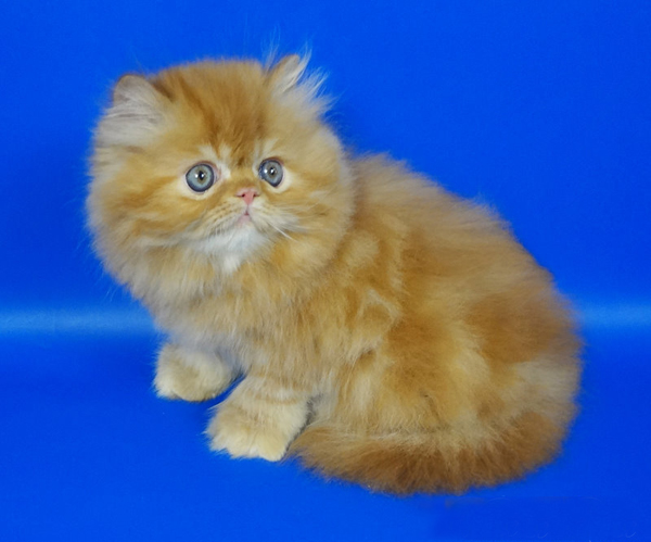 Фото 2. Персидский котенок окрас красный мрамор