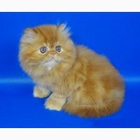 Персидский котенок окрас красный мрамор