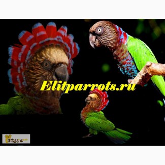 Веерный попугай - ручные птенцы из питомников Европы