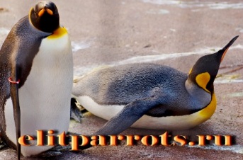Пингвины из питомника