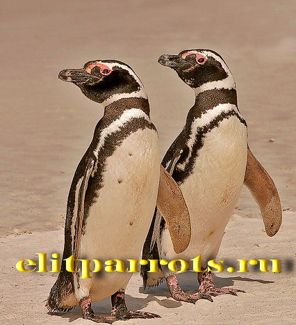 Фото 2/3. Пингвины из питомника