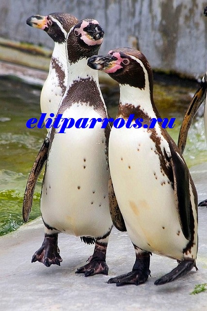 Фото 3. Пингвины из питомника