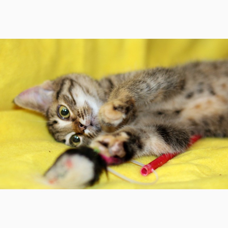 Фото 10. Полосатое очарование котенок Гита в дар