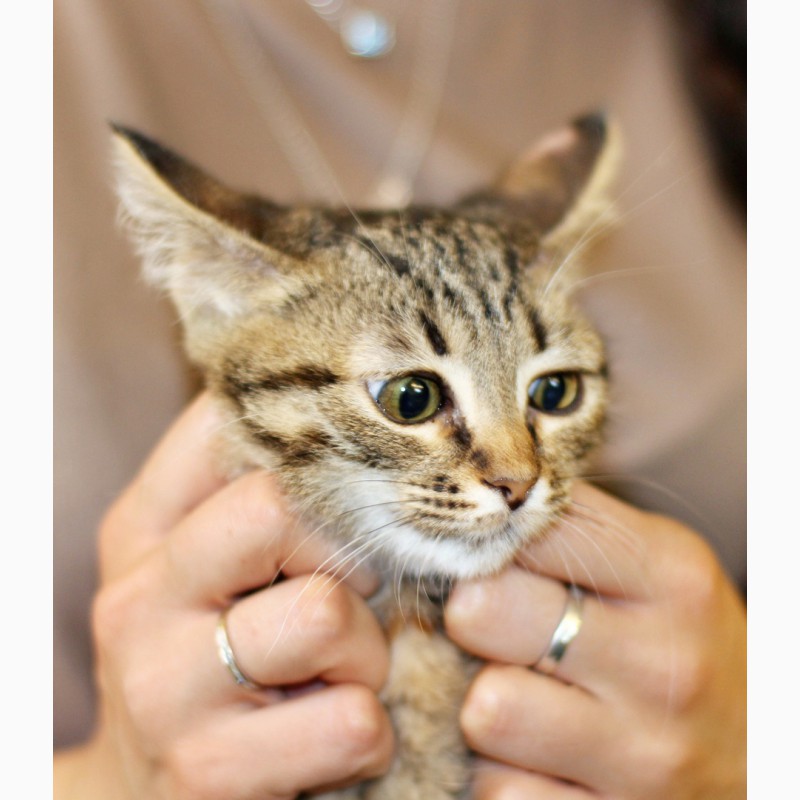 Фото 6. Полосатое очарование котенок Гита в дар