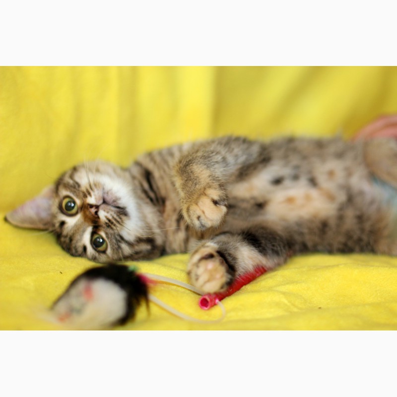Фото 8. Полосатое очарование котенок Гита в дар