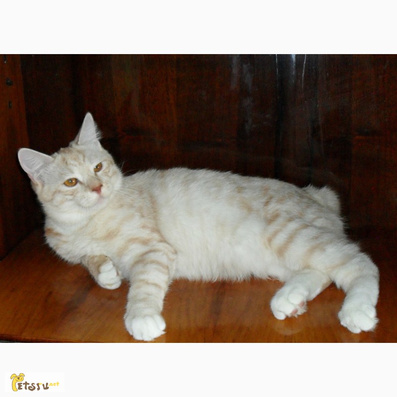 Фото 4. Очень красивый котенок - котик Курильского бобтейла ШОУ - класса с восхитительной шубкой