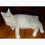 Очень красивый котенок - котик Курильского бобтейла ШОУ - класса с восхитительной шубкой