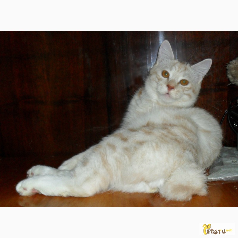 Фото 6. Очень красивый котенок - котик Курильского бобтейла ШОУ - класса с восхитительной шубкой