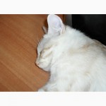Очень красивый котенок - котик Курильского бобтейла ШОУ - класса с восхитительной шубкой