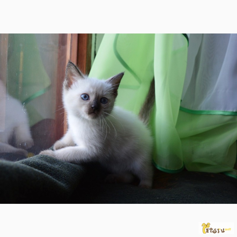 Фото 2. Срочно продажа тайских, красивых, клубных котят
