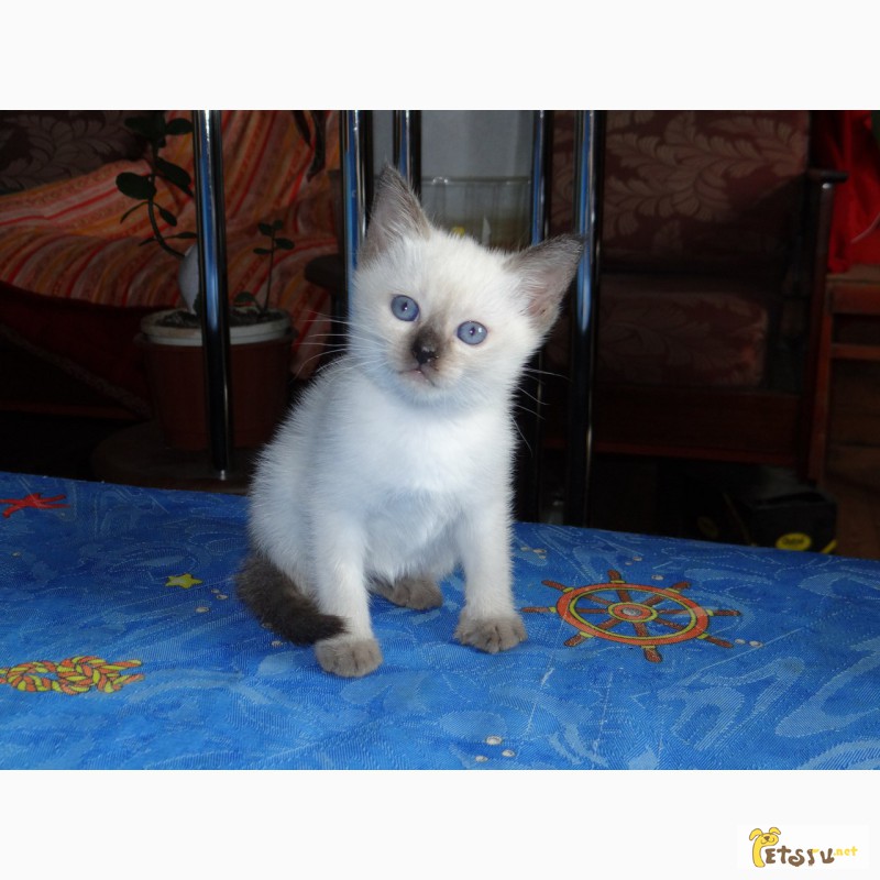 Фото 4. Срочно продажа тайских, красивых, клубных котят