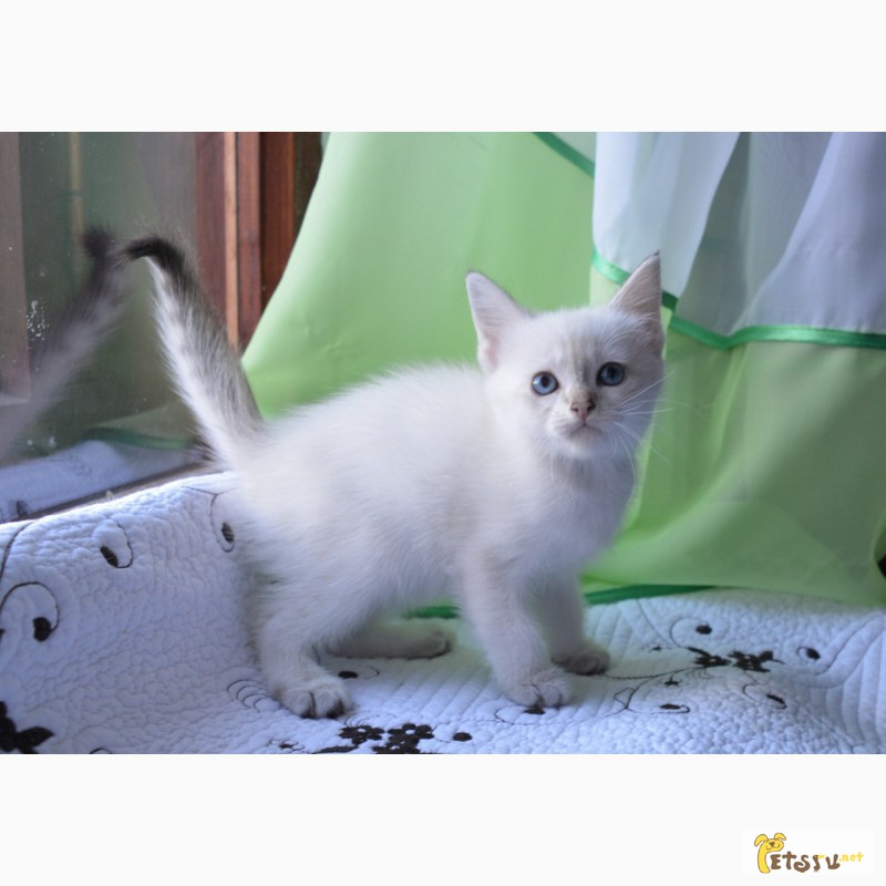 Фото 5. Срочно продажа тайских, красивых, клубных котят