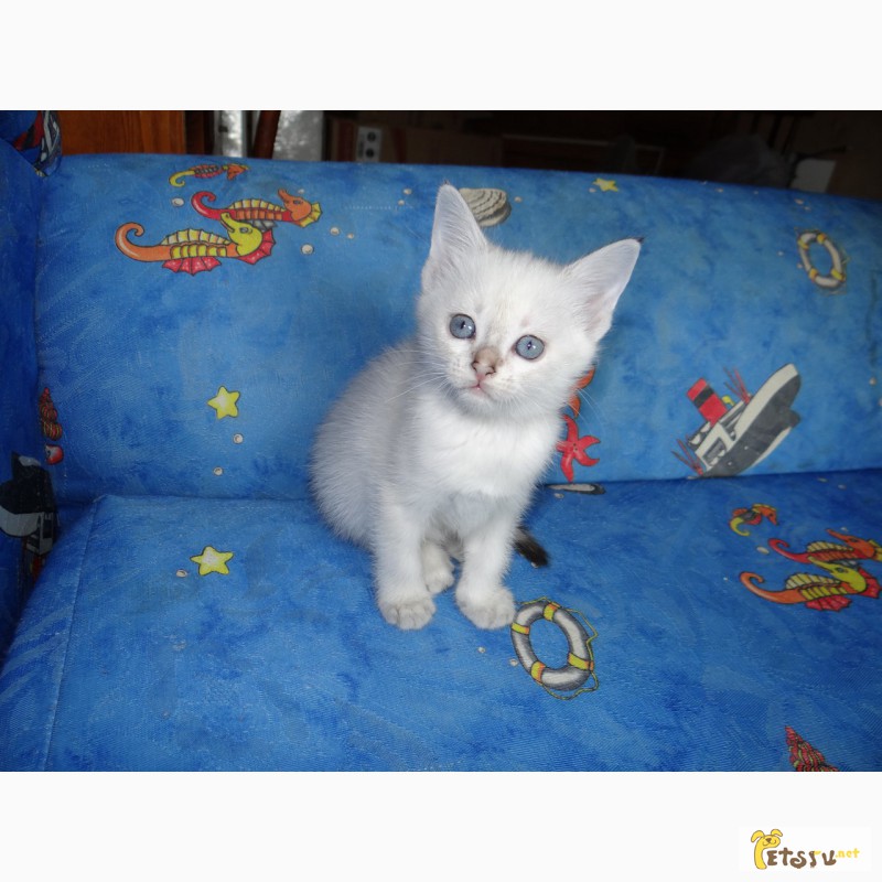 Фото 7. Срочно продажа тайских, красивых, клубных котят