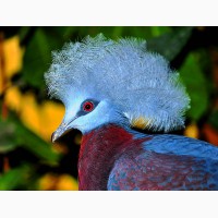 Венценосный голубь из питомника