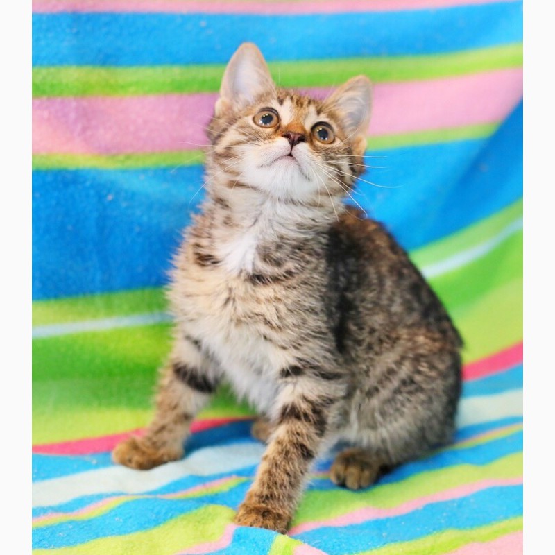 Фото 2. Общительная веселая котенок Консуэлла в дар