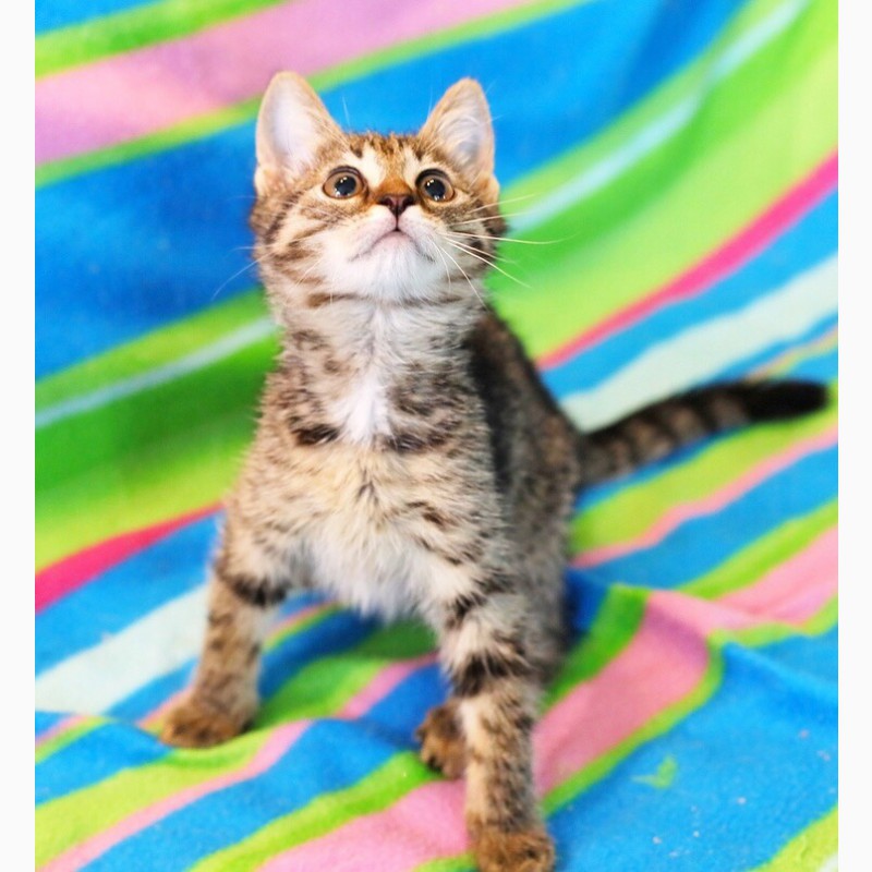 Фото 4. Общительная веселая котенок Консуэлла в дар
