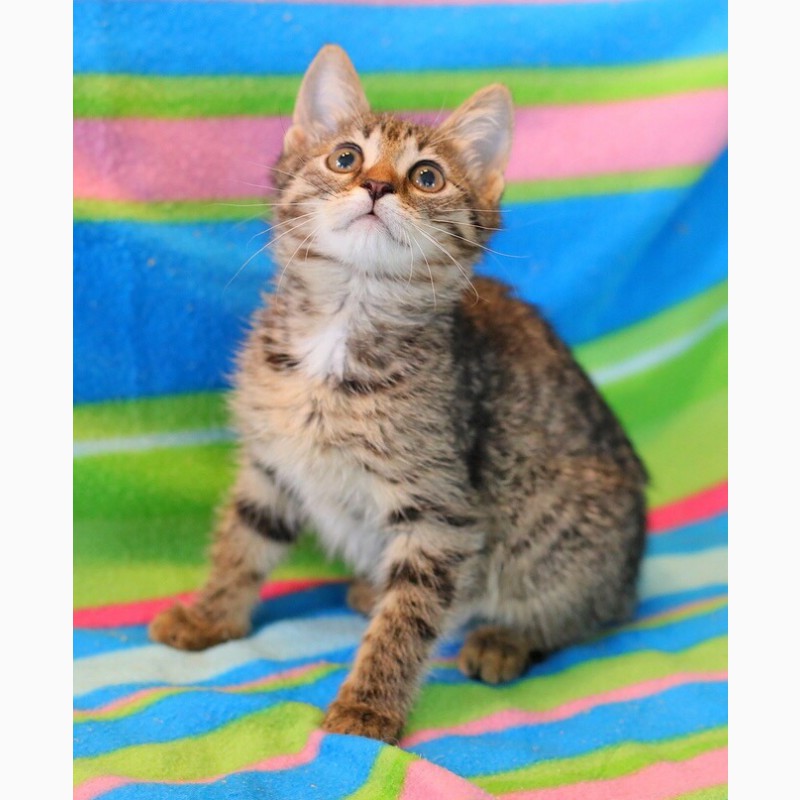 Фото 5. Общительная веселая котенок Консуэлла в дар