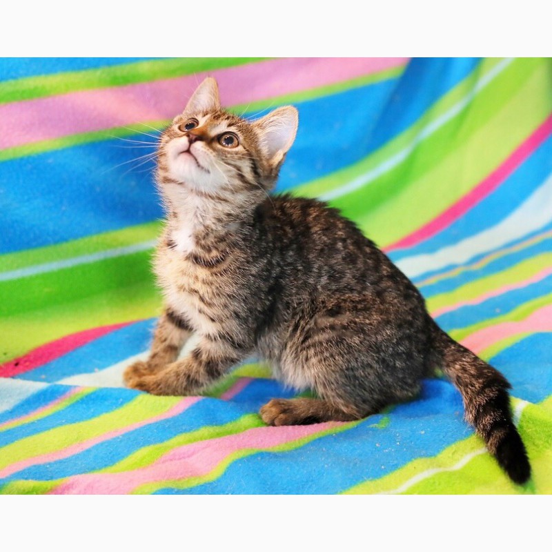 Фото 7. Общительная веселая котенок Консуэлла в дар