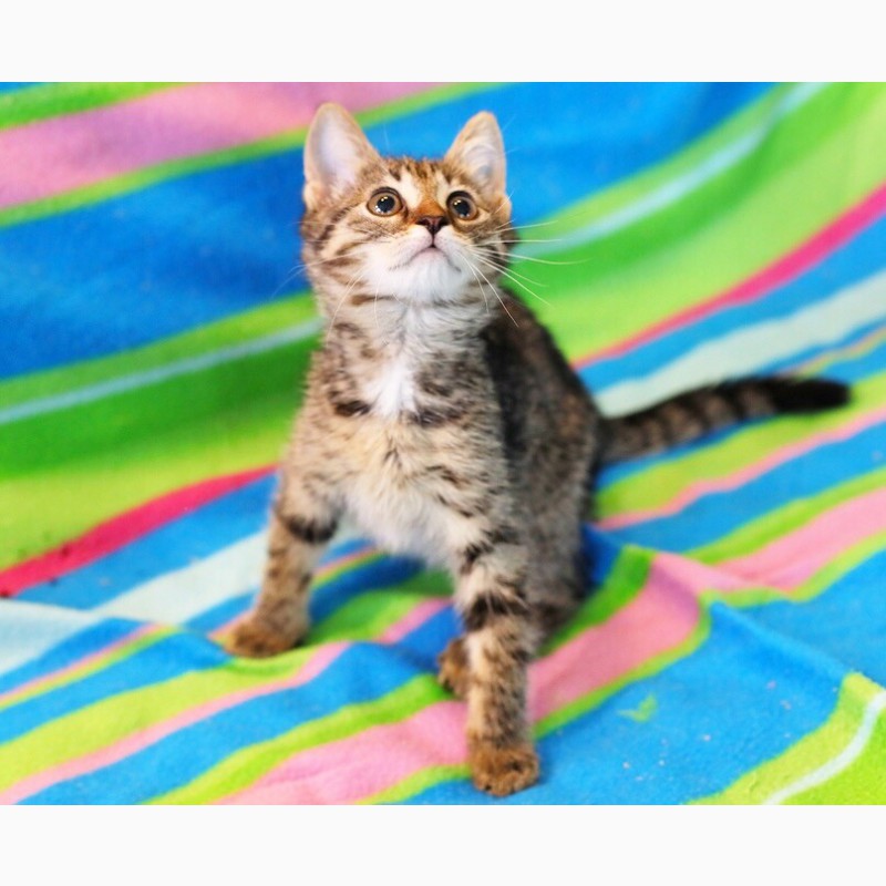 Фото 9. Общительная веселая котенок Консуэлла в дар