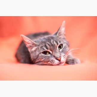Серебристо – мраморная кошка ищет дом