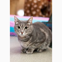 Серебристо – мраморная кошка ищет дом