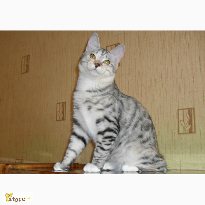 Фото 3. Красивый котенок - кошечка Курильского бобтейла с прекрасными породными данными
