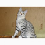 Красивый котенок - кошечка Курильского бобтейла с прекрасными породными данными