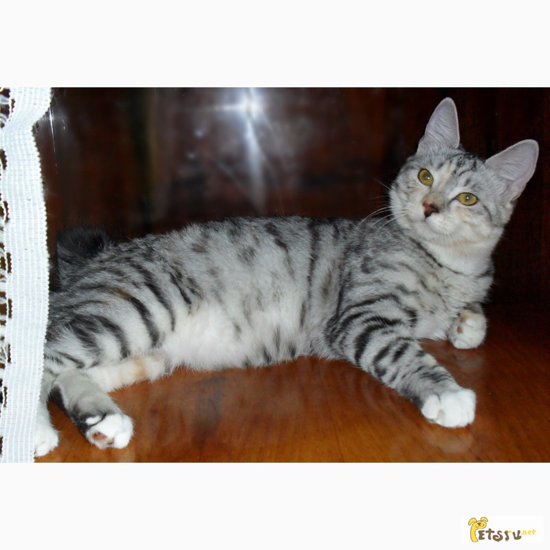 Фото 5. Красивый котенок - кошечка Курильского бобтейла с прекрасными породными данными
