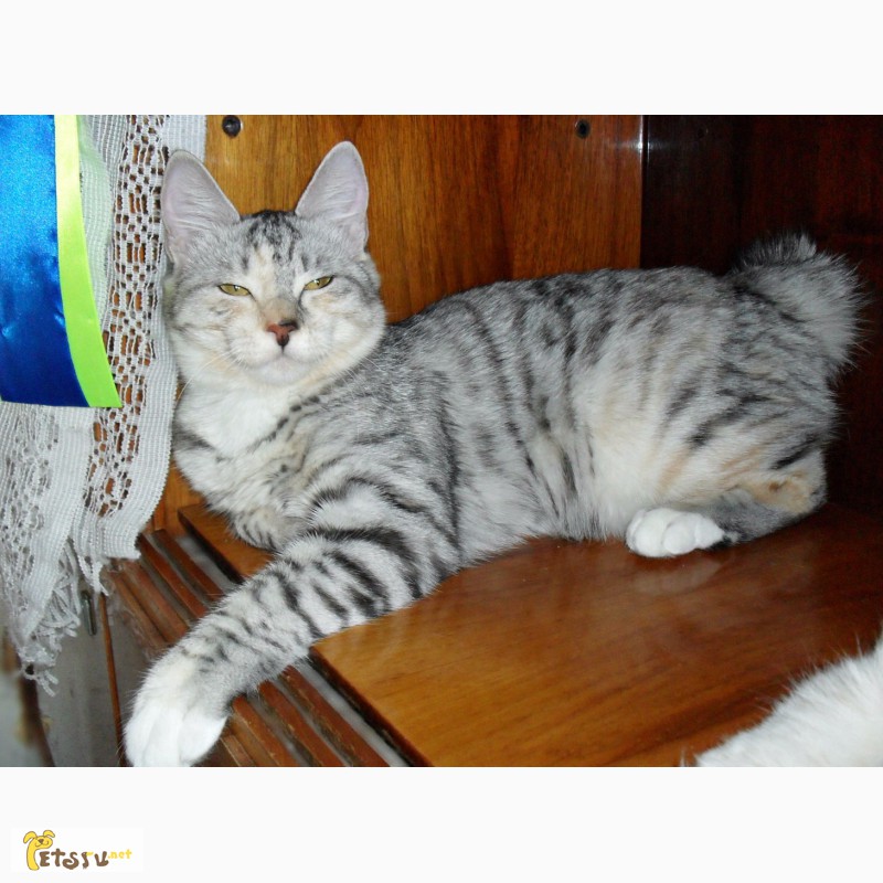 Фото 6. Красивый котенок - кошечка Курильского бобтейла с прекрасными породными данными