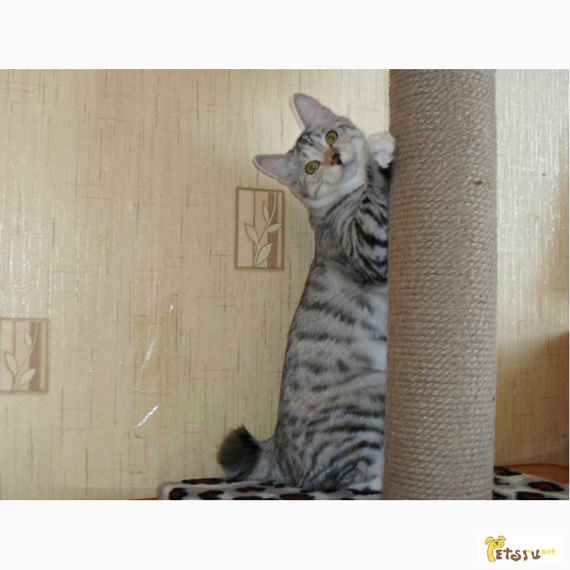 Фото 2. Красивый котенок - кошечка Курильского бобтейла с прекрасными породными данными