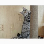 Красивый котенок - кошечка Курильского бобтейла с прекрасными породными данными