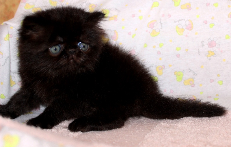 Фото 2. Персидский чёрный котик