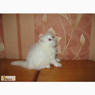 Персидский котенок в Кемерово