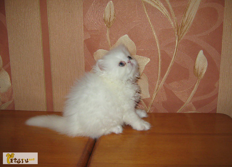 Фото 1/1. Персидский котенок в Кемерово