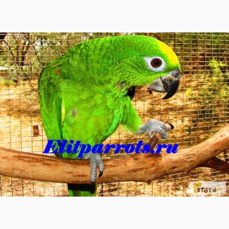 Желтокоронный или желтолобый амазон (Amazona ochrocephala ochrocephala ) - птенцы выкормыш