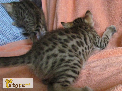 Фото 1/1. Бенгальские котята золотого окраса. бенгальские кошки котят
