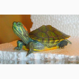 Черепаха красноухая 4, 5см