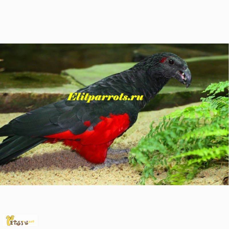 Фото 1/1. Грифовый или щетиноголовый попугай (Psittrichas fulgidus) - ручные птенцы из питомников Ев