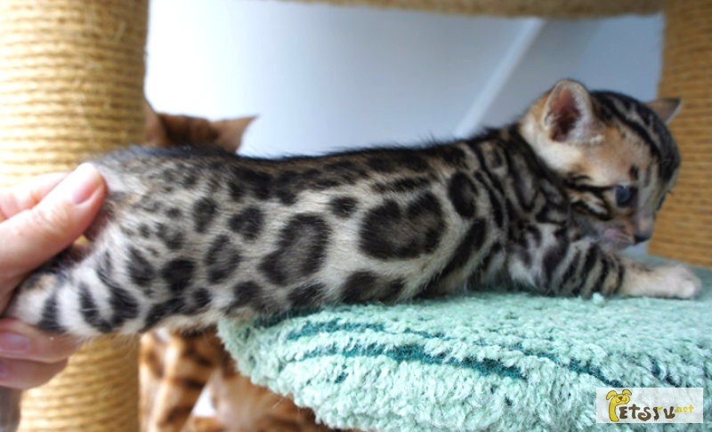 Бенгальские котята леопардового окраса в Москве