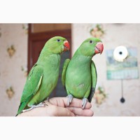 Ожереловый попугай ручной птенец выкормыш самец 3 месяца
