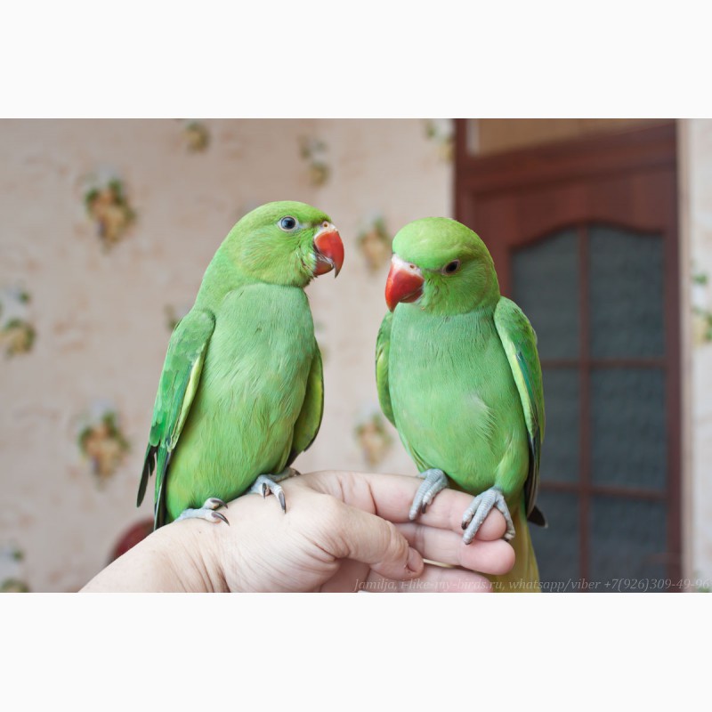 Фото 4. Ожереловый попугай ручной птенец выкормыш самец 3 месяца
