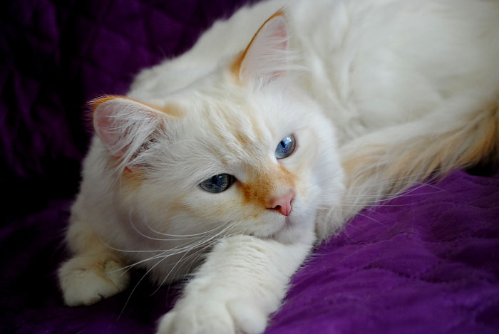Фото 2. Сибирский клубный котик уникального окраса