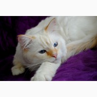 Сибирский клубный котик уникального окраса