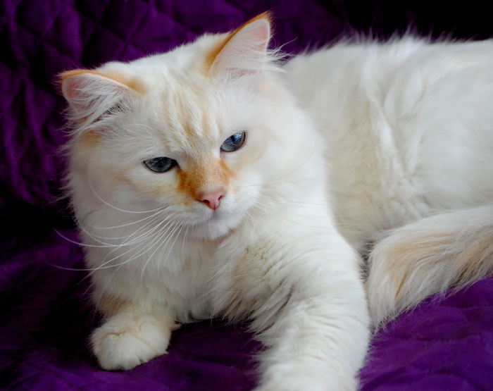 Фото 3. Сибирский клубный котик уникального окраса