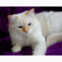 Сибирский клубный котик уникального окраса