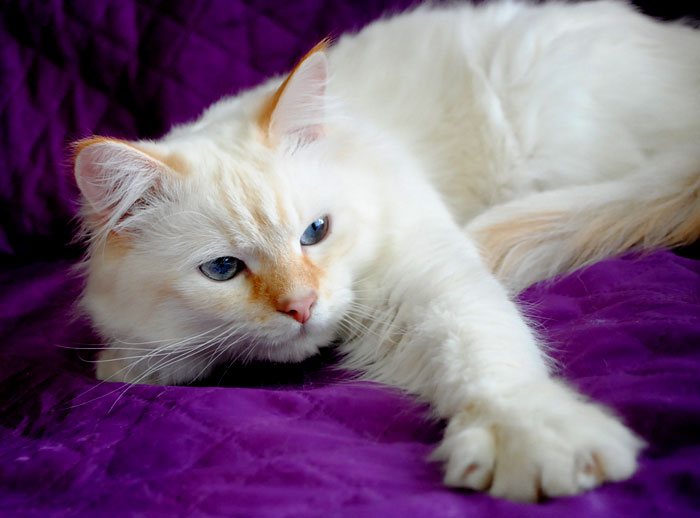 Фото 4. Сибирский клубный котик уникального окраса
