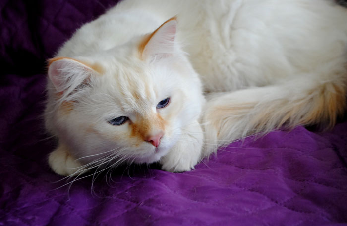 Фото 5. Сибирский клубный котик уникального окраса