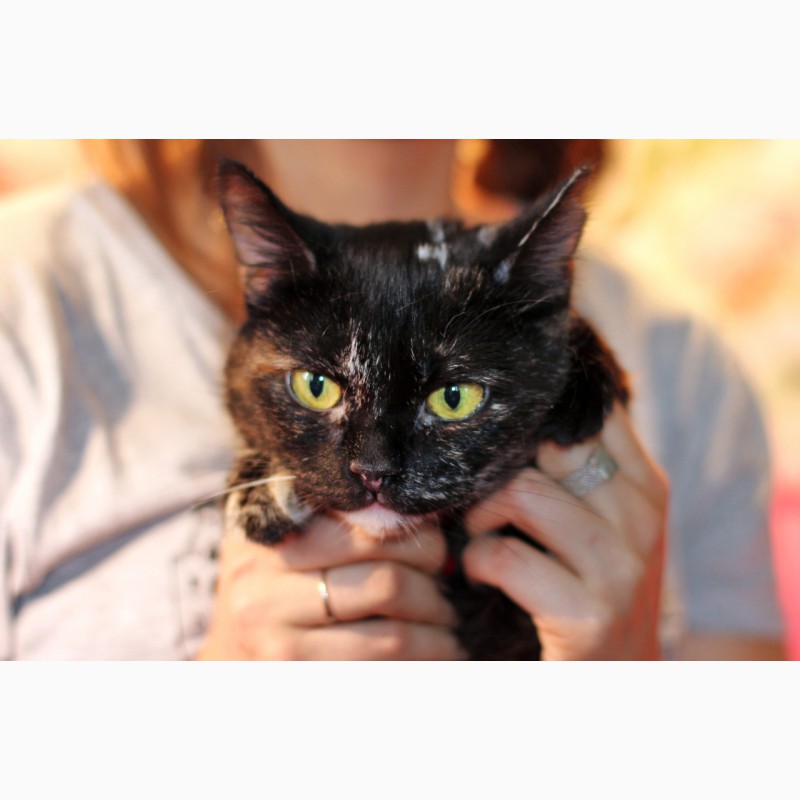 Фото 10. Метис британки котенок Шанель в дар
