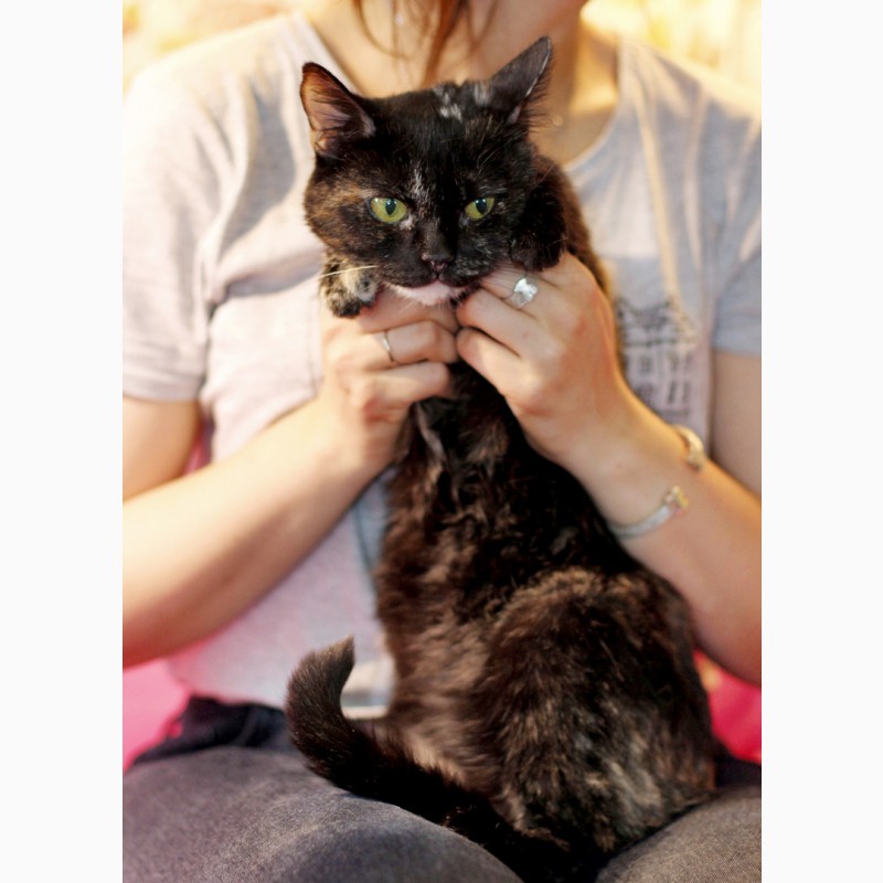 Фото 3. Метис британки котенок Шанель в дар